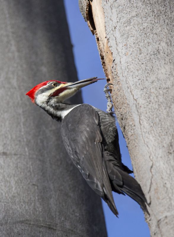 Woodpecker Activity in Spring